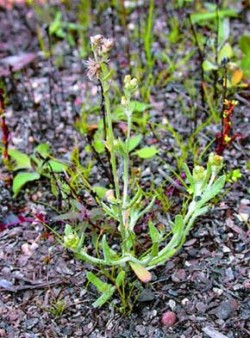 Protěž žlutobílá (Pseudognaphalium luteo-album syn. Gnaphalium l.-a.) na obnaženém břehu rybníka Horní Rohozný u Borovan. Foto J. Blahovec / © Photo