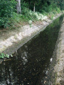 Betonový kanál vedoucí z odkališť Elektrárny Mělník u Horních Počapel. Živí jedinci a schránky korbikuly asijské (Corbicula fluminea) pokrývají ve vysoké vrstvě dno kanálu. Foto L. Beran