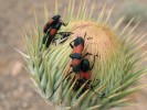 Dospělci druhu P. nanus při  úživném žíru a kopulaci na poupatech hvězdnicovitých (Asteraceae). Foto J. Simandl