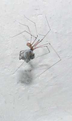 Třesavka velká (Pholcus phalangioides) požírá svou kořist. Foto P. Pech / © P. Pech