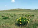 Eurasijští syslové (rod Spermophilus) jsou vázáni na otevřené biotopy  s krátkou vegetací, zastiženi mohou být především ve stepích, tundře nebo  polopouštích. U nás žijící sysel obecný našel alternativní řešení – s oblibou vyhledává např. letiště nebo golfová  hřiště. I zde má při panáčkování v udržované krátké vegetaci dokonalý přehled o svém okolí a případném ohrožení.  Na obr. přirozená lokalita sysla obecného v Maďarsku. Foto I. Schneiderová