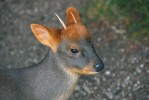 Pudu jižní (Pudu puda) je druhým nejmenším druhem jelenovitých vůbec. Zoo Odense (Dánsko). Foto J. Pluháček