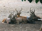 Jelínek baveánský (Hyelaphus kuhlii)  je dnes nejohroženějším druhem jelenovitých. V přírodě zbývá asi 300 jedinců. Mimo několika zoo v Indonésii a Malajsii ho můžete vidět v Poznani a Edinburgu. Foto J. Pluháček