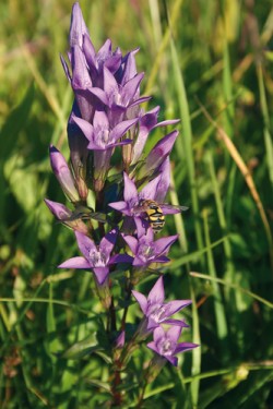 Kvetoucí rostlina hořečku mnohotvarého českého (Gentianella praecox subsp. bohemica) opylovaná pestřenkou (srpen až říjen). Foto J. Brabec