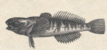 Vranka obecná (Cottus gobio) zobrazená v témže článku A. Friče (1859).  Je zachycena charakteristicky tvarovaná hřbetní ploutev, její spojení s druhou a zakončení druhé hřbetní ploutve. Zbarvení ukazuje 6 „sedel“ – tmavých skvrn na hřbetě. Z netypické pozice ryby však nelze posoudit profil hlavy, který odlišuje druhy žijící u nás nebo v blízkém  zahraničí – vranku maloústou (C. microstomus), v. rýnskou (C. rhenanus)  a v. britskou (C. perifretum).