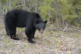 American black bear (Baribal) wasn’t a member of the team