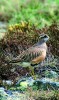 Kulík hnědý (Charadrius morinellus) nepravidelně hnízdí na nejvyšších krkonošských vrcholech. Foto J. Vaněk