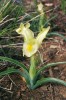 Kosatec kavkazský (Iris caucasica) – běžný na území Malého Kavkazu  a v přilehlých oblastech. Vyskytuje se v široké škále společenstev od stepních oblastí v nižších polohách až po alpínské louky. Foto E. Ekrtová a L. Ekrt