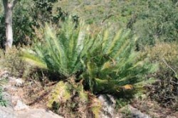 Dioon edule var. angustifolium na lokalitě v oblasti asi 50 km jižně od města Linares u hranic mezi státy Tamaulipas a Nuevo León (Mexiko).
Foto Kunte L. / © Foto L. Kunte