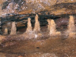 Ojedinělý lesík kořenových stalagmitů v jeskyni v NP České Švýcarsko. Výška stalagmitů dosahuje 10 cm. Foto R. Mlejnek / © R. Mlejnek