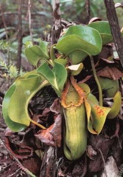 Láčkovka Nepenthes truncata na přírodním stanovišti. Od ostatních druhů láčkovek se liší např. tvarem listů. Foto R. Rybková