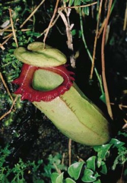 Láčka Nepenthes sibuyanensis - endemit ostrova Siburgau. Foto R. Rybková