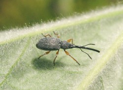 Nosatčík Rhopalapion longirostre, žijící nejčastěji na pěstované topolovce růžové (Alcea rosea), byl na Moravě zaznamenán již ve 2. polovině 20. stol., v Čechách se poprvé objevil v r. 1999. Brouci mají nápadný sexuální  dimorfismus – samičky (na obr.) mají nosec výrazně delší než samečci.  Délka těla 2,4–3,4 mm. Foto P. Špryňar