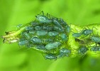 Kyjatka stračková (Delphinio­bium junackianum) – mšice vázaná  na oměje a stračky