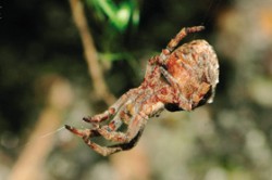 Samice pakřižáka smrkového (Hyptiotes paradoxus) jako součást signálního vlákna. Jeden konec vlákna drží pavouk předníma nohama, druhý vychází ze snovacích bradavek na konci zadečku. Foto R. Macek / © R. Macek