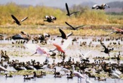 V Laguna Palo Verde (Kostarika) zimují desítky druhů ptáků - husiček, kolpíků, ibisů, volavek aj. Foto J. Májsky