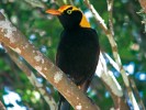 Plně vybarvený samec lemčíka královského (Sericulus chrysocephalus) patří mezi nejnápadnější zástupce této skupiny ptáků. Jeho vzhled však k přilákání samice nestačí, proto tráví nekonečné hodiny výstavbou a zdobením svého loubí. Foto P. Šrámek