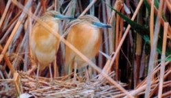 Volavka vlasatá (Ardeola ralloides) je v Araratské sníženině hojný druh. Foto M. S. Adamian / © M. S. Adamian