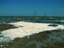 Pobřeží argentinské laguny Mar  Chiquita je lokalitou populace jenynsie zoubkaté (Jenynsia multidentata) akceptující extrémní životní podmínky a vysokou salinitu (9 990 μS, pH 9, 31 °C).