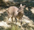 Mazama šedohnědý (Mazama gouazoubira) v zoologické zahradě La Paz (Bolívie). Systém mazamů je neustálený a v blízké budoucnosti zřejmě ještě dozná změn. Foto P. Čolas