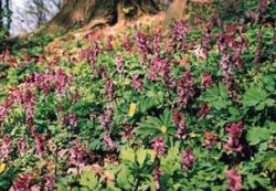 Detail jarního aspektu v karpatské dubo-habřině v jihozápadní části svahů u Helfštýna. Žluté sasanky pryskyřníkovité (Anemone ranunculoides) a růžovo-fialové dymnivky duté (Corydalis cava). Foto J. a P. Filippovovi / © J. a P. Filippovovi