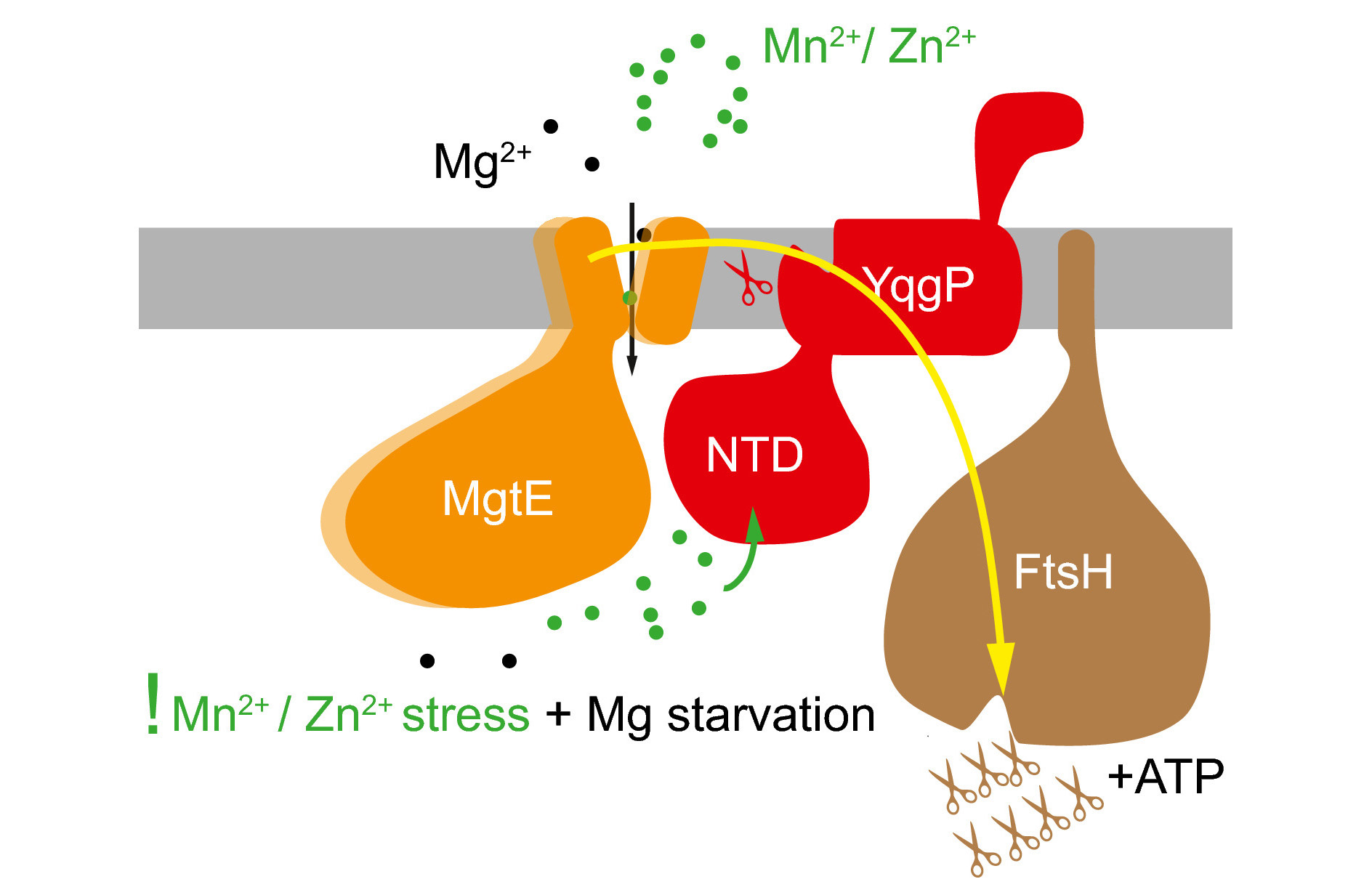 A bacterial rhomboid protein exhibiting both protease and pseudoprotease activity