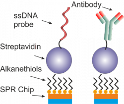 Streptavidin-biotin-based immobilization.