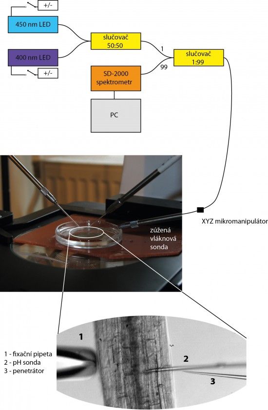 Fiber optic detection of pH in Arabidopsis thaliana