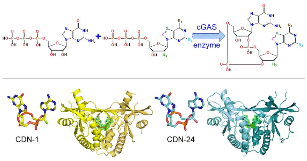 Enzymatic synthesis of cellular second messengers