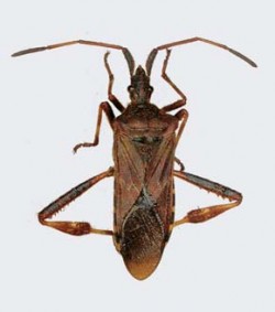 Vroubenka americká (Leptoglossus occidentalis) ze sbírky Moravského muzea v Brně (jedinec z USA, Idaho, Lewiston). Foto J. Macek / © J. Macek