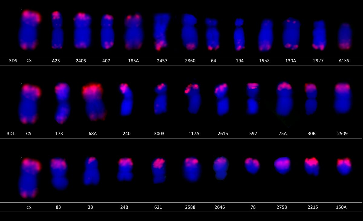 New publication: Development of deletion lines for chromosome 3D of bread wheat