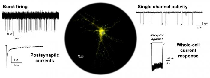 Laboratory of Cellular Neurophysiology