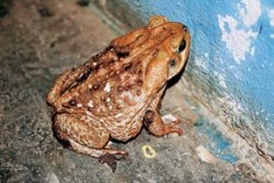 Ropucha obrovská (Chaunus marinus) je v llanos běžná i u lidských sídel, kde v noci loví hmyz přilákaný pouličním osvětlením. Foto A. Funk / © A. Funk