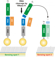 SPR-based assay for study of RNase H activity.