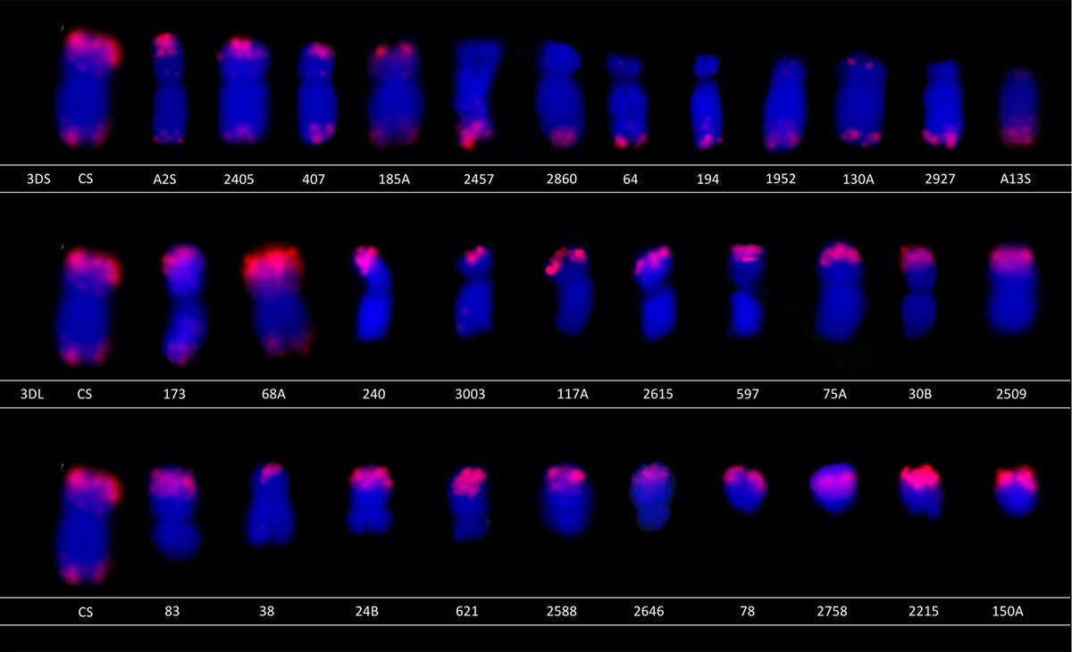New publication: Development of deletion lines for chromosome 3D of bread wheat