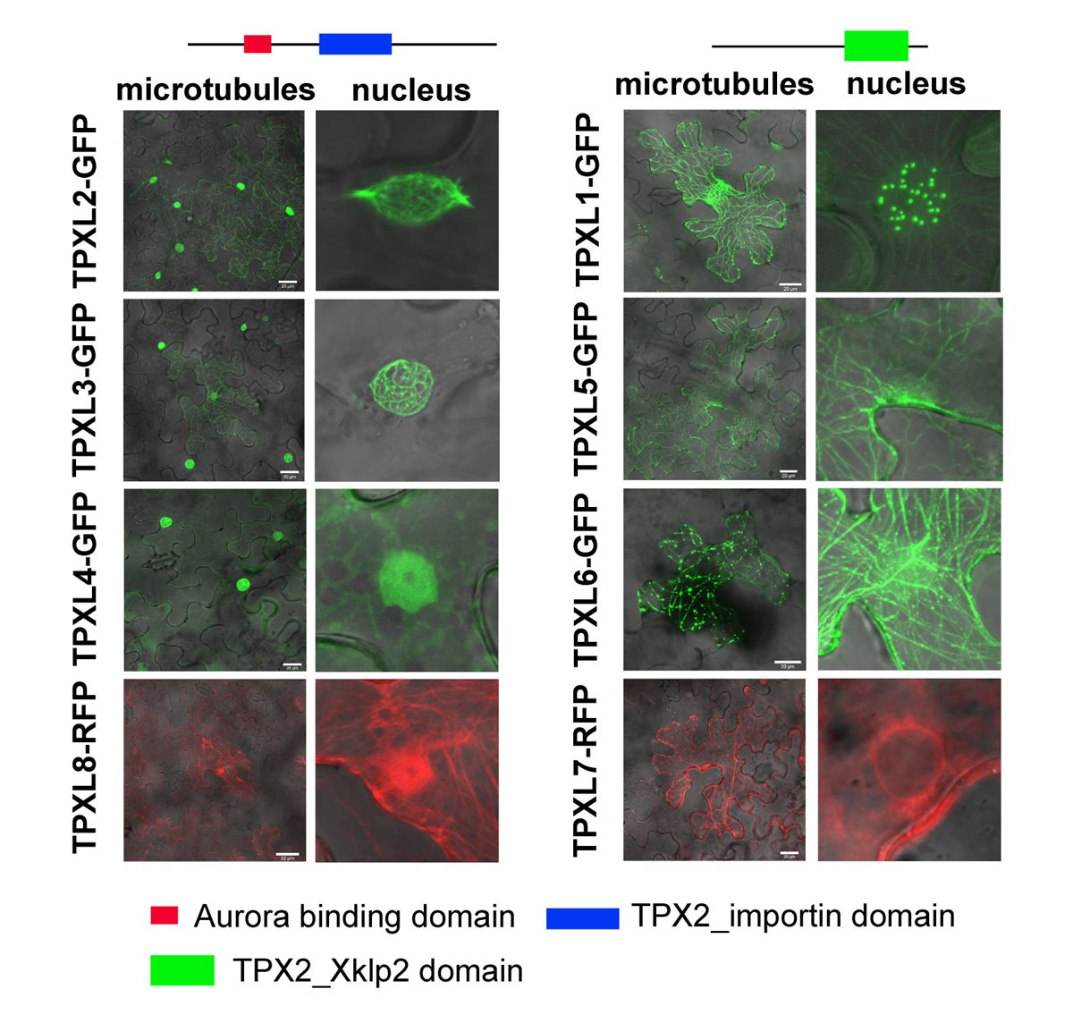 New publication: Functional divergence of microtubule-associated TPX2 family members in Arabidopsis thaliana