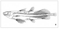 Laugia groenlandica z triasu Grónska. Délka asi 25 cm. Podle: E. Stensiö (1932)