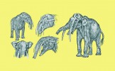 Svalové studie, skicy a rekonstrukce mastodonta Gomphotherium angustidens. Mastodonti byli hlavní vývojovou skupinou chobotnatců v třetihorách. Stoličky mastodontů měly nápadně silnou sklovinu, která bránila rychlému obroušení zubů, dále měli kly v horní i dolní čelisti.  Kly chobotnatců jsou stále dorůstající prodloužené řezáky, které během vývoje postupně ztratily sklovinu; jen někteří geologicky starší mastodonti ji mají zachovánu v podobě podélných bočních pruhů. Mnohotvaré kly mastodontů  sloužily zprvu při získávání potravy, v obraně a předvádění, což vedlo  k nejrůznějším tvarům silně ovlivněným pohlavním dimorfismem. Kly současných slonů (pouze v horní čelisti, spodní byly v průběhu vývoje redukovány) tvoří  jen zvláštně upravený pružný dentin  čili zubovina. 