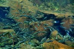Hejno plně vzrostlých, asi 20 cm dlouhých gudejí černoploutvých  (Goodea atripinnis) ve svém  přirozeném prostředí. Laguna poblíž města Zamora de Hidalgo. Foto R. Slaboch