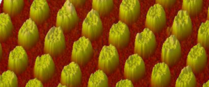 Periodické pole zlatých nanočástic připravené interferenční litografií (snímek z mikroskopu atomárních sil).