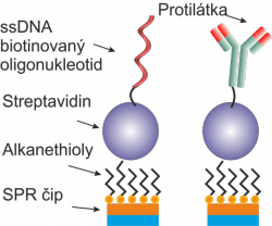 Ukotvení založené na vazbě streptavidin-biotin