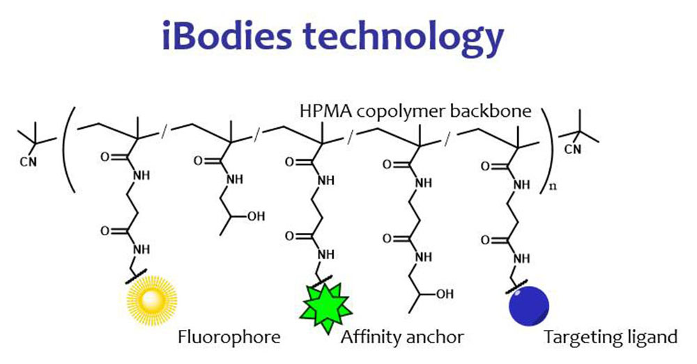 License for use of iBodies® to measure free testosterone in blood