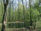 Pro lužní les jsou typické tůně  a slepá ramena. Lanžhotsko, jižní Morava. Foto Z. Bauer
