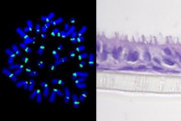 Nanotoxikologie a molekulární epidemiologie