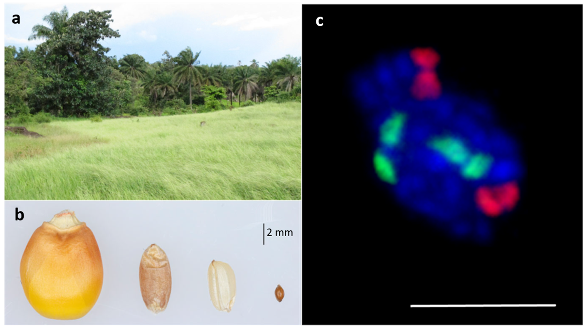 New publication: Fonio millet genome unlocks African orphan crop diversity for agriculture in a changing climate