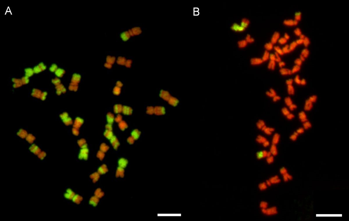 New publication: Cytogenetic insights into Festulolium