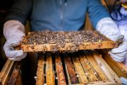 Pod střechou kostela bývá teplo, a vikýřové včelaření je tak charakterizováno časnějším rozvojem včelstev. „Včelaříme v nástavkových úlech s deseti až jedenácti rámky. Vůně vycházející z otevřeného úlu nám prozradí, která pastva včel má navrch, zda je z ovocných stromů, z lípy nebo levandule,“ říká Václav Krištůfek.