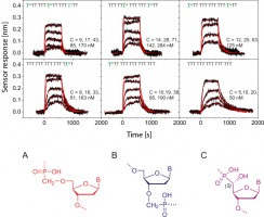 Investigation of hybridization of natural and modified nucleic acids