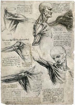 Studie ze série kreseb svalstva zad, krku a ramen z různých úhlů a natočení od Leonarda da Vinci z let 1508-10. Archiv M. Chumchalové / © Archive M. Chumchalová