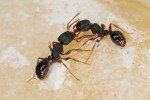 Dělnice druhů sledovaných míst – mravenec drnový (Tetramorium caespitum). Foto V. Souralová
